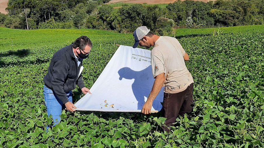 Software que auxilia no controle de pragas e doenças
 da soja será expandido para as lavouras de feijão.  -  Foto: IDR