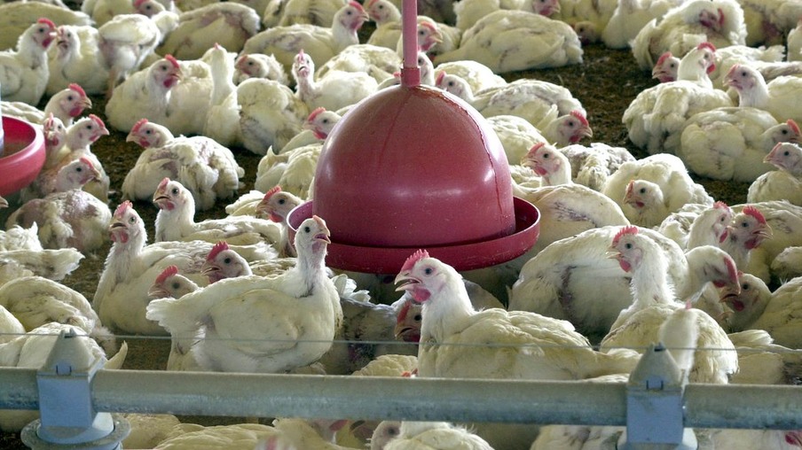 Brasil registra recorde no abate de frangos em 2021