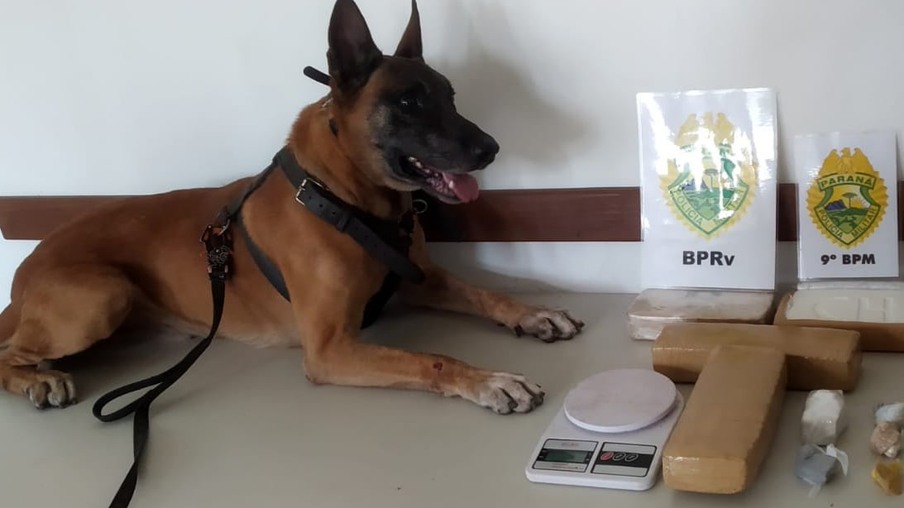 Cão de faro do BPRv descobre fundo falso com drogas dentro de uma casa em Guaratuba