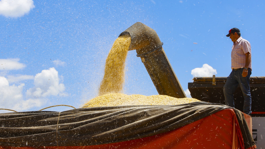 Colheita de milho - 2021. Foto: Gilson Abreu/AEN