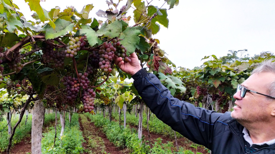 Produtores do Sudoeste debatem tecnologias para impulsionar a produção de uvas -