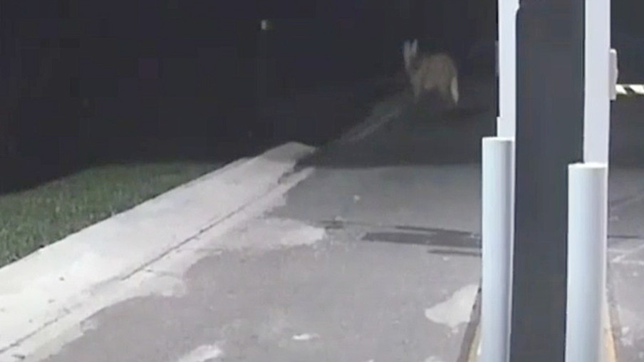 Câmera de segurança flagra lobo-guará no Parque Estadual de Vila Velha
