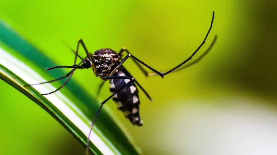 A dengue está presente em todos os estados do Brasil