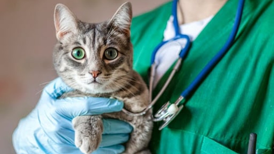 Micoplasmose felina: como a doença da pulga em gatos pode ser prevenida e tratada