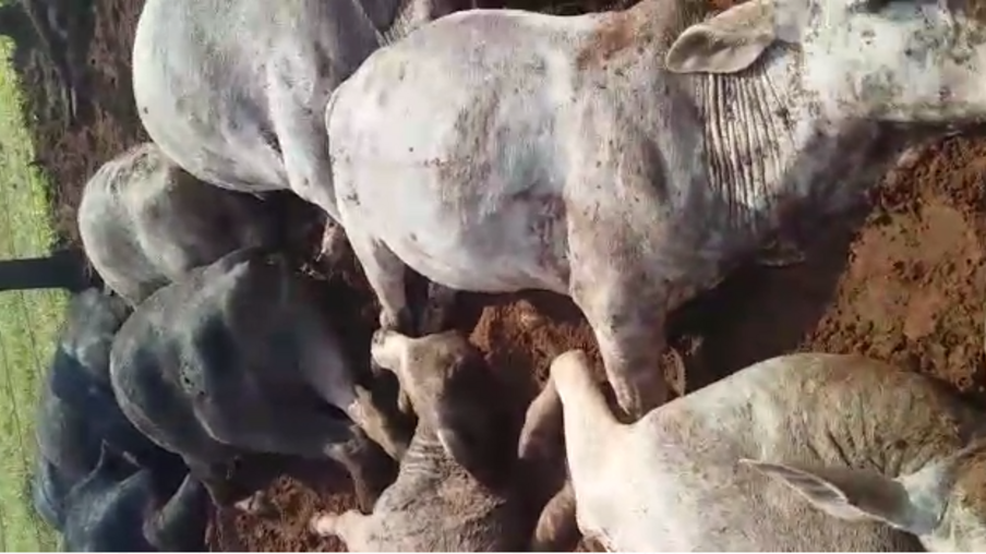 Raio mata 30 cabeças de gado e proprietário dos animais em São Pedro do Paraná; veja vídeo