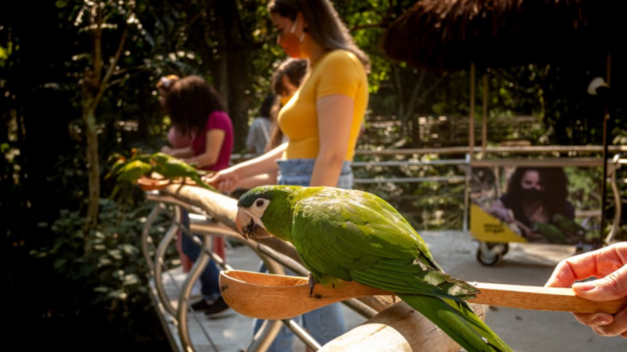 Parque das Aves supera as expectativas e recebe 8.061 visitantes no Feriadão de Finados