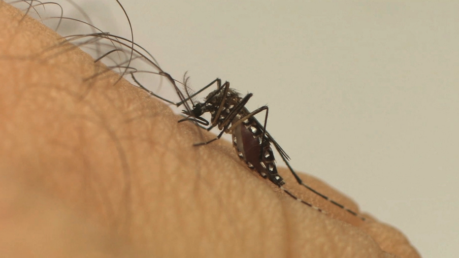 Com 80 mil notificações, PR declara epidemia de dengue
