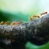 Qual o significado espiritual das formigas? Inveja alheia?