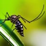 A dengue está presente em todos os estados do Brasil