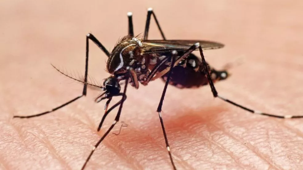 Secretaria de Saúde confirma mais 11 óbitos por dengue no Paraná
