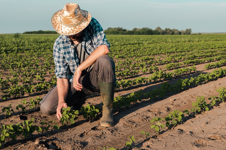 Seguro Rural: Falta de subvenção do governo deixa produtores “na mão”