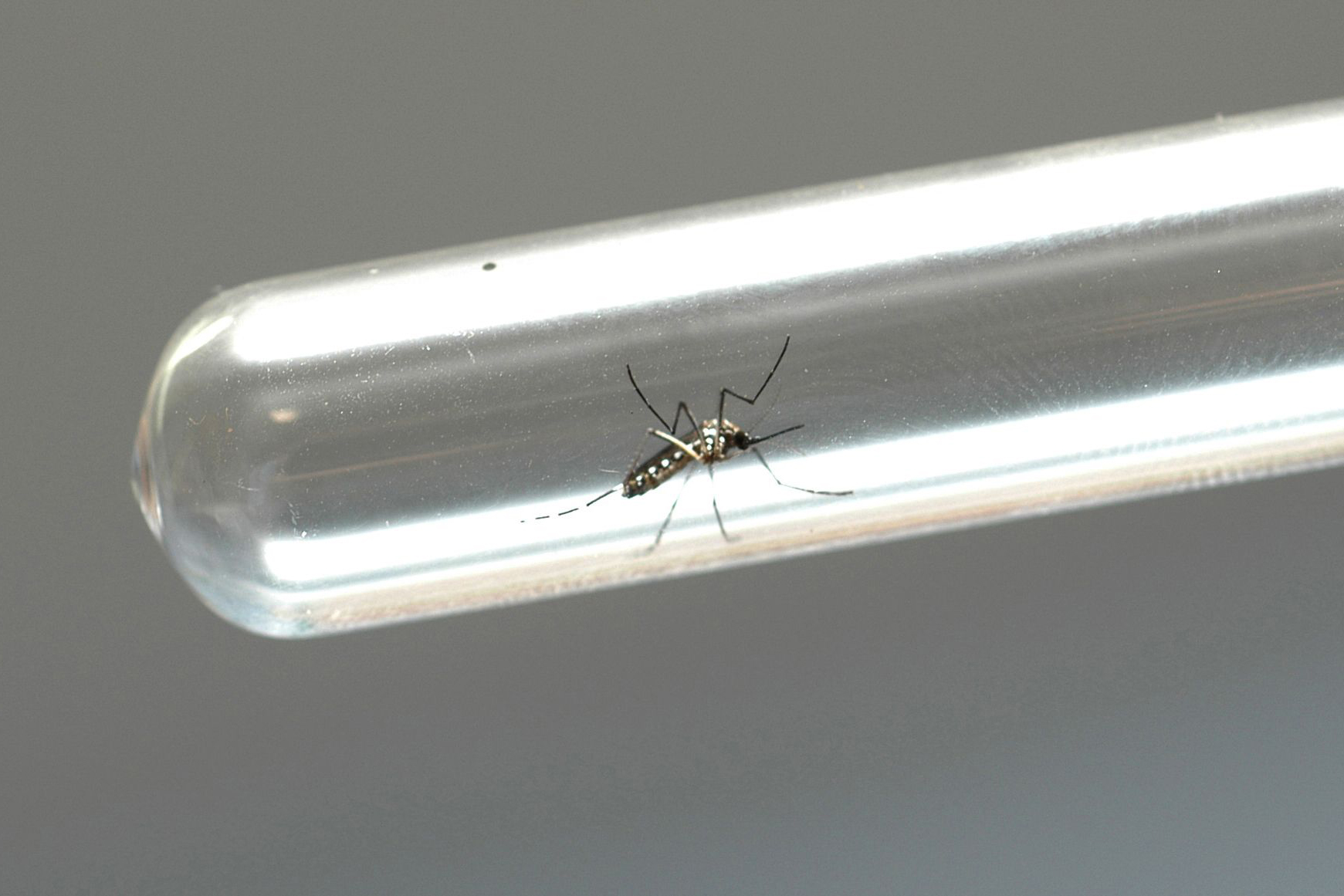 Aedes aegypti, mosquito transmissor da dengue - Foto AEN