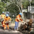 A nova lei em Cascavel permite que moradores contratem empresas para serviços de arborização e manutenção de árvores - Foto: Secom